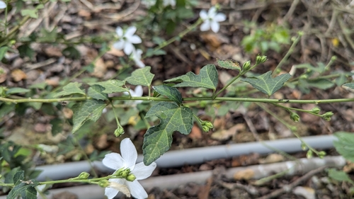 Image of Urena procumbens by (c) Cheng-Te Hsu, some rights reserved (CC BY)