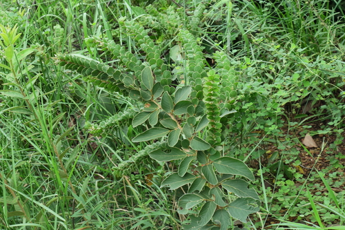 Desmodium elegans iNat (2)