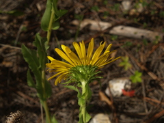 Grindelia greenmanii