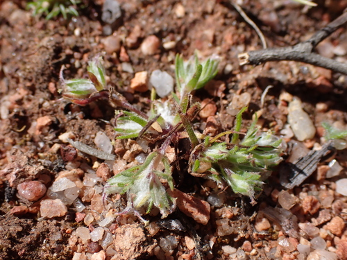 Tiny Bow-flower (Millotia perpusilla)