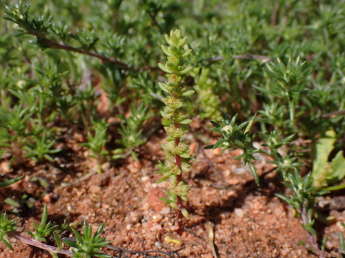 Image of Crassula colorata by (c) Nina Kerr, some rights reserved (CC BY)