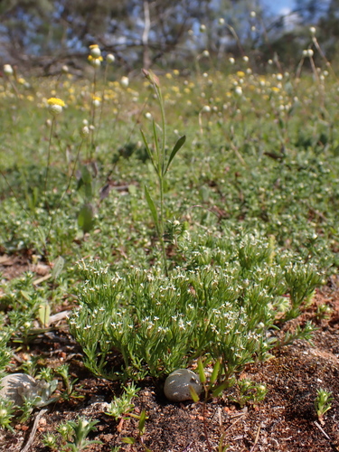 Image of Rhodanthe pygmaea by (c) Nina Kerr, some rights reserved (CC BY)