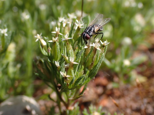 Image of Rhodanthe pygmaea by (c) Nina Kerr, some rights reserved (CC BY)