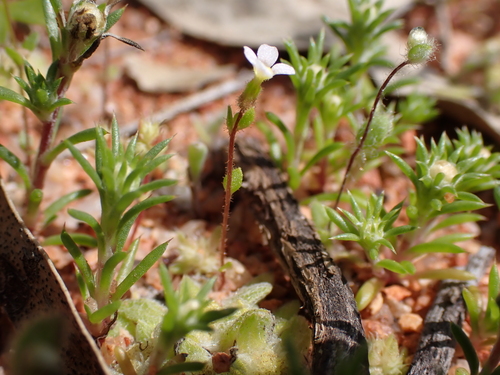 Image of Levenhookia dubia by (c) Nina Kerr, some rights reserved (CC BY)