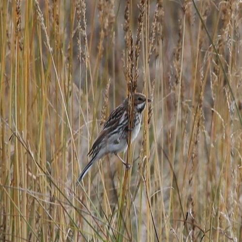 Pallas's Reed Bunting (Emberiza pallasi), photo 6