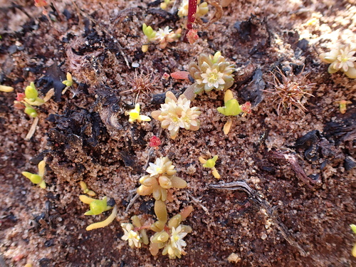 Image of Calandrinia granulifera by (c) Nina Kerr, some rights reserved (CC BY)
