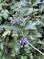 Clematis heracleifolia, photograph (c) Jane Charlen, some rights reserved (CC BY)