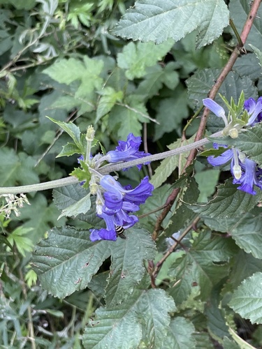 Clematis heracleifolia, photograph 4