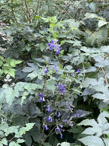 Clematis heracleifolia, photograph 5