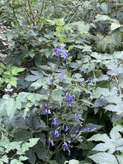 Clematis heracleifolia, photograph (c) Jane Charlen, some rights reserved (CC BY)