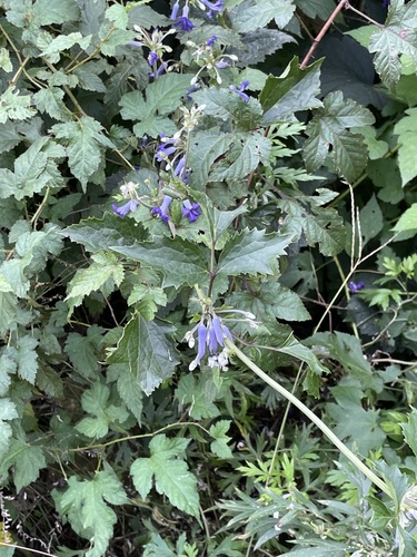 Clematis heracleifolia, photograph 6