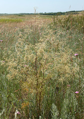 Trinia multicaulis