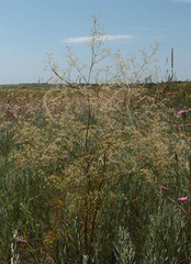 Trinia multicaulis