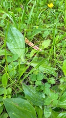 Plantago