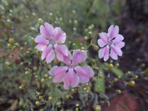 Image of Goodenia rosea by (c) Nina Kerr, some rights reserved (CC BY)