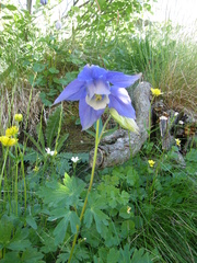 Aquilegia alpina