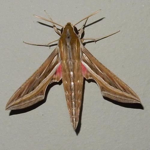 Photo of Vine Hawkmoth (Hippotion celerio)