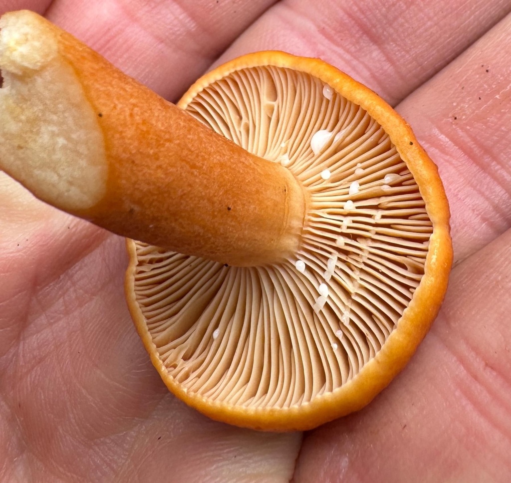 Lactarius luculentus
