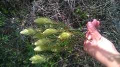 Phylica pubescens pubescens