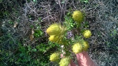 Phylica pubescens pubescens