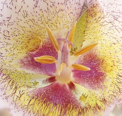 Calochortus weedii intermedius