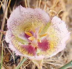 Calochortus weedii intermedius