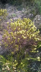 Phylica pubescens pubescens