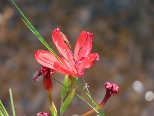 Image of Hesperantha coccinea by no rights reserved