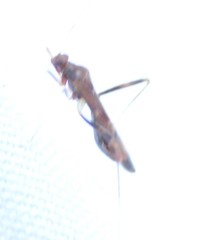 Paraxenetus guttulatus