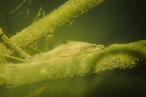 Olive flathead-gudgeon (Butis humeralis) — Eleotridae