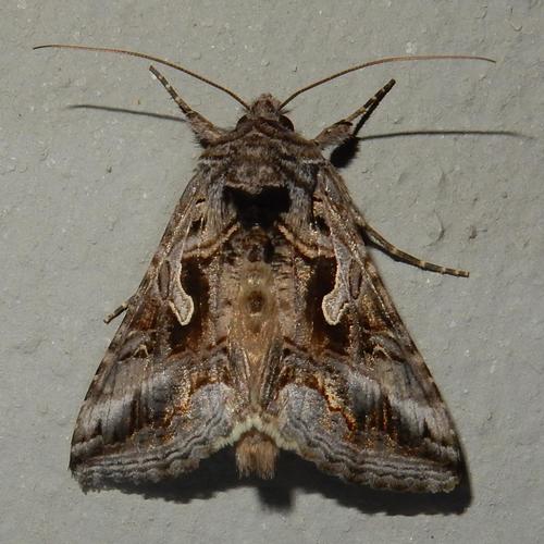 Cornutiplusia circumflexa (Linnaeus, 1767)