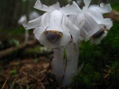 Monotropastrum humile