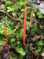 Clavulinopsis sulcata