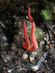 Clavulinopsis sulcata