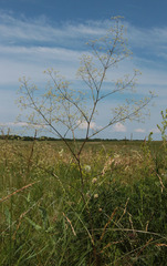 Trinia multicaulis