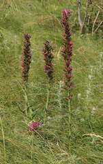 Pontechium maculatum