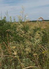 Trinia multicaulis