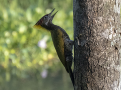 Picus chlorolophus