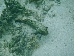Epinephelus howlandi