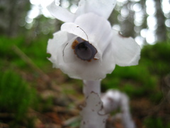 Monotropastrum humile