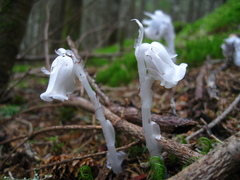 Monotropastrum humile