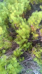 Serruria foeniculacea