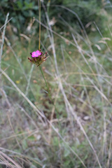 Dianthus capitatus