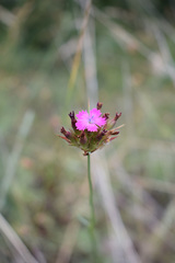 Dianthus capitatus