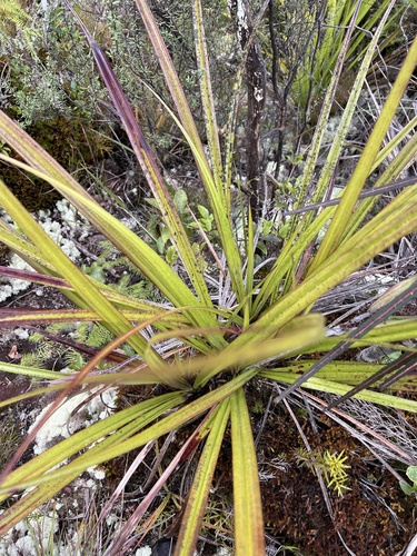 Image of Astelia trinervia by (c) Hannah Rogers, some rights reserved (CC BY)