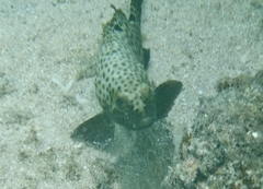 Epinephelus howlandi