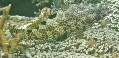 Epinephelus spilotoceps