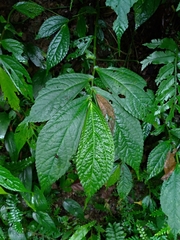Elatostema platyphyllum