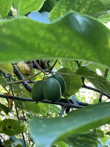 Image of Actinidia arguta by (c) Jane Charlen, some rights reserved (CC BY)