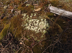 Cladonia pleurota